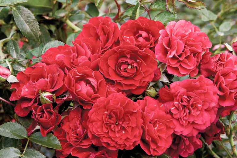 Rose 'Fire Meidiland', Rosa 'Fire Meidiland', Rosa'MEIpsidue', Rosa 'MEIupside', Shrub Roses, Landscape Roses, Groundcover Roses, Rose bushes, Garden Roses, Red Roses, Red Flowers